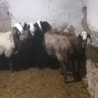 سلام یک راس قوچ قره قزل اصل دودندان|حیوانات مزرعه|دشتابی, |دیوار