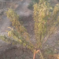 فروش-باغ