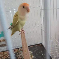 کوتوله برزیلی|پرنده|نیشابور, بزرگمهر|دیوار