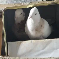 طوقی تمیز جفت عروسک|پرنده|یاسوج, |دیوار