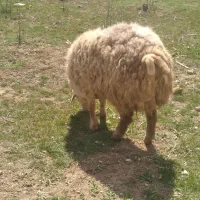 گوسفند نرجوان بدون پشم ۵۸۰