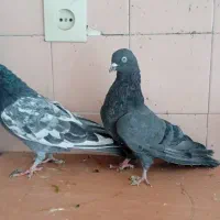 طوقی دمبی زردکرکی هندی سینه ای بوم دورگ غریب|پرنده|نجفآباد, یزدانشهر|دیوار