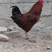 خروس محلی جوان