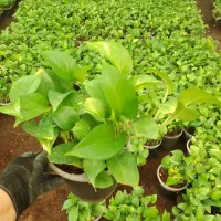 تولیدی گلهای اپارتمانی