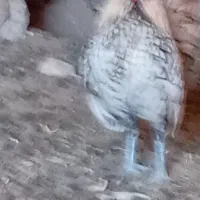 خروس میناتوری|حیوانات مزرعه|سرایان, |دیوار