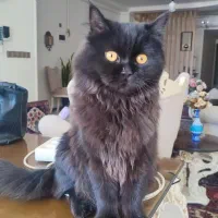مژدگانی برای گربه گم شده