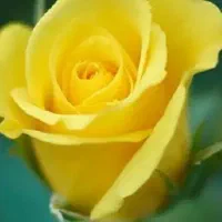 اقاهستم کارهای نظافت و تمیزکردن منزل انجام میدم