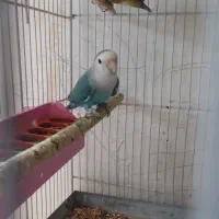 دو جفت طوطی برزیلی