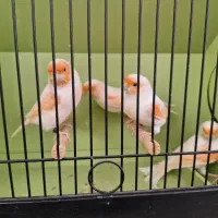 با سلام فروش قناری