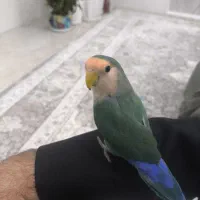 طوطی برزیلی