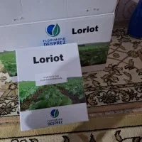 بذر چغندر