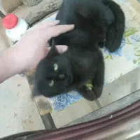 واگذاری گربه بانمک