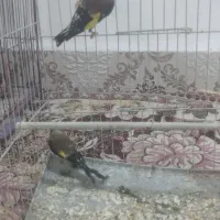 سهره سوسنگرد