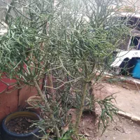 گل شاخ گوزنی|گل و گیاه طبیعی|بندرعباس, |دیوار