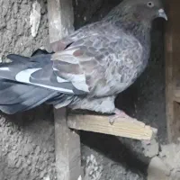 پرنده|پرنده|اهواز, بیست متری شهرداری|دیوار
