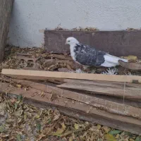 کفتر کبوتر تهرانی نر