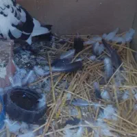 یک عدد خحباز چیل فراری دادم