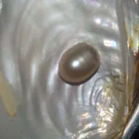 مروارید با شناسنامه اصلی به شرط کارشناسی