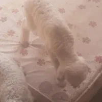 بره شیری ماده مغانی سالم سرحال