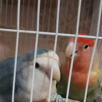 کوتوله برزیلی جفت مولد