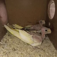 جفت عروس با حوجه