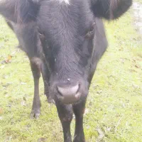 گاو لیشه ورزا