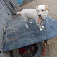 پاپی با مزه