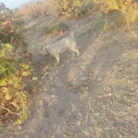 پاپی نگهبان اصیل|سگ|رباطکریم, رباطکریم|دیوار