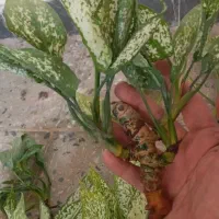 قلمه گل از ۲۰ تومن تا ۷۰ تومن