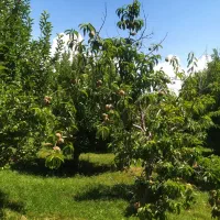اجاره سیب سرخ به مدت دوسال