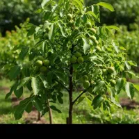 نهالستان گردو و بادام صنوبر. نگرا زرینه