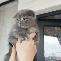 فروش گربه اسکاتیش فولد