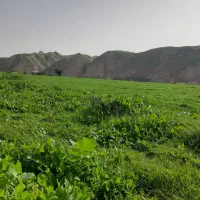 سیم کارت رند گچساران