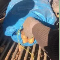 سیب زمینی اگریا بذری ۴۰۳