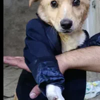 سگ اشپیتس پامریان|سگ|محمدیه-قزوین, |دیوار