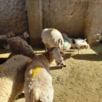 گوسفند زنده مغان افشار با قصاب مجرب شبانه روزی|حیوانات مزرعه|وحیدیه, |دیوار