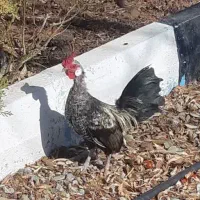 یک جفت مرغ و خروس زینتی جوجه امسالی(رزکامپ)