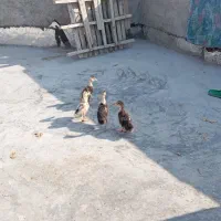 اردک 2ماهه|حیوانات مزرعه|آبپخش, |دیوار