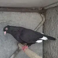 کبوتر زیبا ورنگی