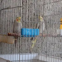 عروس هلندی مولد رو تخم|پرنده|کازرون, |دیوار