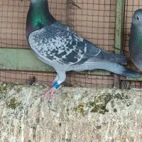 کبوتر|پرنده|شوشتر, |دیوار