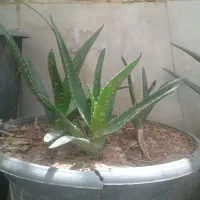 آلوئورا