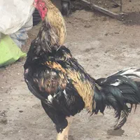 خروس لاری پاکستانی اصل|حیوانات مزرعه|تهران, نعمت‌آباد|دیوار