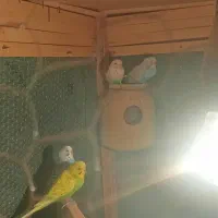 قفس با مرغ عشق|لوازم جانبی حیوانات|سراوان, |دیوار