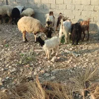 بز دو رگ  جم|حیوانات مزرعه|جم, |دیوار