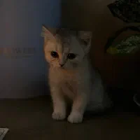 گربه بریتیش نر