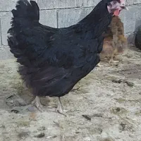 مرغ محلی زنده|حیوانات مزرعه|برازجان, |دیوار