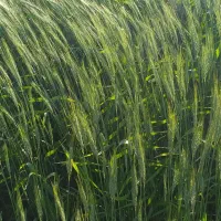 ۵۰کیسه اوره