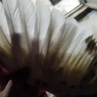 کفتر|پرنده|شاهینشهر, گرگاب|دیوار