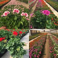 خدمات حرفهای باغبانی و فضای سبز در محیط شما|خدمات باغبانی و درختکاری|تهران, قلهک|دیوار